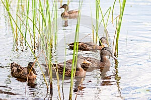 Group of young brown ducks, ducklings swimming together between the water plants in lake near the coast. Water birds species in
