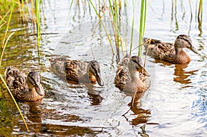 Group of young brown ducks, ducklings swimming together between the water plants in lake near the coast. Water birds species in