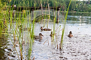 Group of young brown ducks, ducklings swimming together between the water plants in lake near the coast. Water birds species in