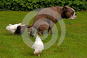 A group of young chickens looks curious about when the dog is pooping