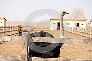 group of young common ostrich, Struthio camelus walking together on the open plains and looking around