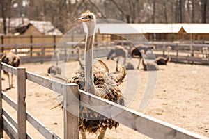 group of young common ostrich, Struthio camelus walking together on the open plains and looking around