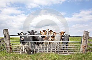 Group of young cows behind a gate, together standing in a pasture, next to each other with at the background a blue sky