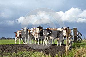 Group of young cows behind an gate, together standing on soil in a green pasture, next to each other with a blue sky
