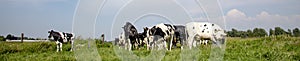 Group of young cows, black and white, playing, one looking out into the distance