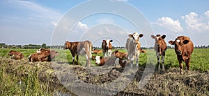 Group of young cows on the edge of a ditch, relaxed lying and standing in the pasture, a wide view