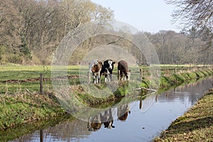 A group of young cows, their reflection in the water, are standing next to a ditch, a meadow surrounded by trees