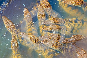 Group of young crocodiles are basking in the concrete pond. Croc