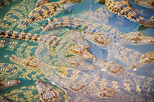 Group of young crocodiles are basking in the concrete pond. Croc