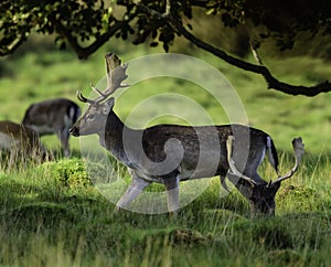 A group of young deer in the woods