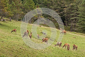 A group of young deers in a green alpine pasture