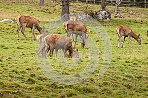 A group of young deers in a green alpine pasture