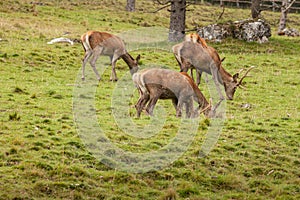 A group of young deers in a green alpine pasture