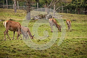 A group of young deers in a green alpine pasture