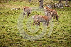 A group of young deers in a green alpine pasture