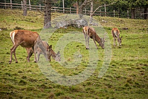 A group of young deers in a green alpine pasture