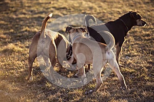 Group of young dogs playing outside