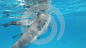 A group of young dolphins frolic underwater