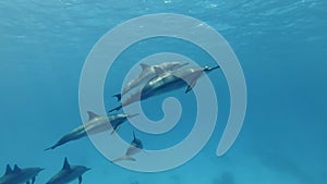 Group of young dolphins slowly rise to the surface of blue water. Spinner dolphins, Stenella longirostris.