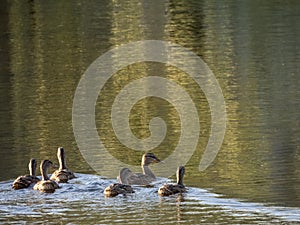 A group of young ducks swim on a Colorado lake