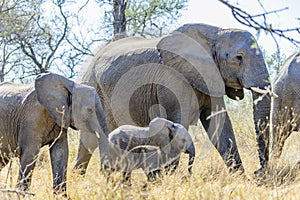 Group of young elephants navigating the South African bush alongside adult companions