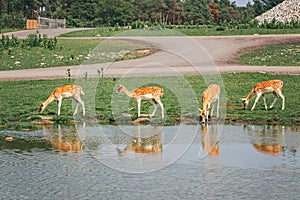 Group of young fallow deer eating grass on summer outdoors. Herd animals dama dama feeding consuming plant food on meadow near