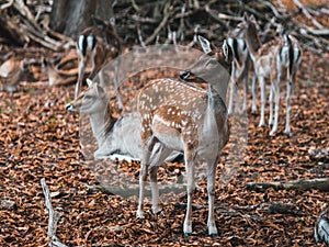 Group of young female fallow deer