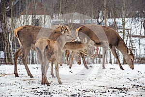 Group of young and female red deer walking and grazing near a village in the countryside in a field with snow