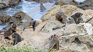 A group of young Fur Seals Arctocephalus forsteri