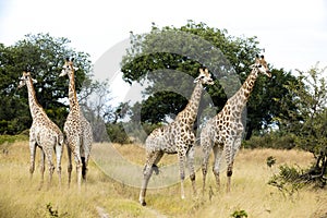 Group of young giraffes