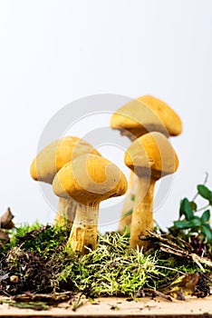 Group of young golden bootleg mushrooms
