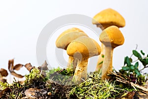 Group of young golden bootleg mushrooms