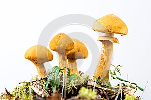 Group of young golden bootleg mushrooms photo