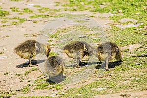 Group of young greylag goslings