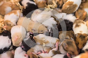 group of young hamster mouses