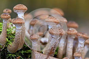 Group of young honey mushrooms (Armillaria ostoya)