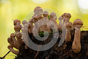 Group of young honey mushrooms (Armillaria ostoya)