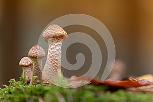 Group of young honey mushrooms (Armillaria ostoya)