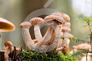 Group of young honey mushrooms & x28;Armillaria ostoya& x29;