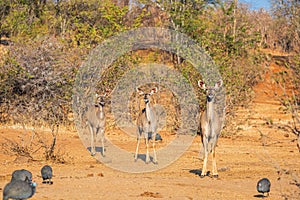 Group of young Impala antelope Aepyceros melampus in Zimbabwe