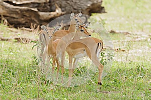 Group of young impala in Tarangire