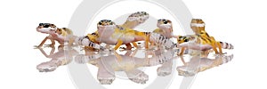 Group of Young Leopard gecko - Eublepharis macular