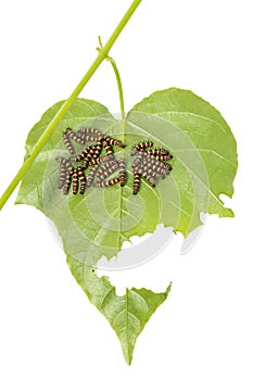 Group of young Leopard Lacewing Cethosia cyane caterpillars