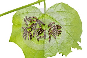 Group of young Leopard Lacewing Cethosia cyane caterpillars