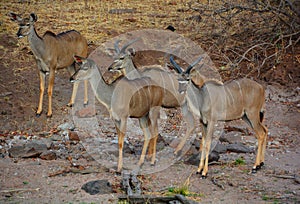 Group of young Lesser kudu Tragelaphus imberbis