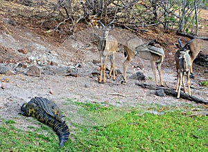 Group of young Lesser kudu Tragelaphus imberbis watch a Nile crocodile