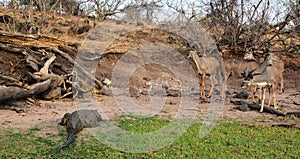 Group of young Lesser kudu Tragelaphus imberbis watch a Nile crocodile