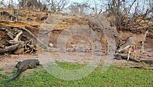 Group of young Lesser kudu Tragelaphus imberbis watch a Nile crocodile