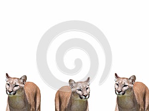 A group of young lionesses on a white background