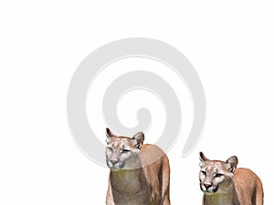 A group of young lionesses on a white background